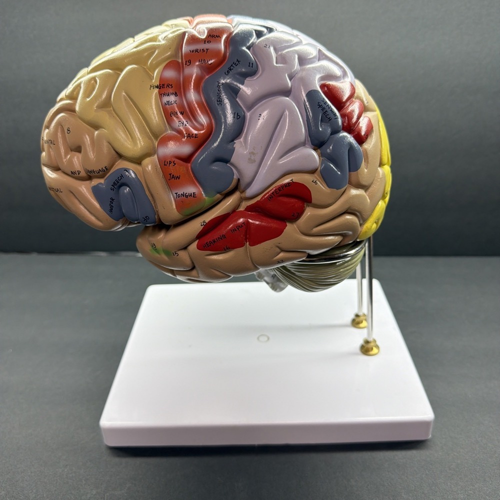 Vintage Model Human Brain Teaching Medical School Tool PRE-OWNED